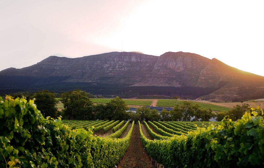 Constantia Wine Route 1